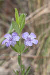 Oblongleaf snakeherb